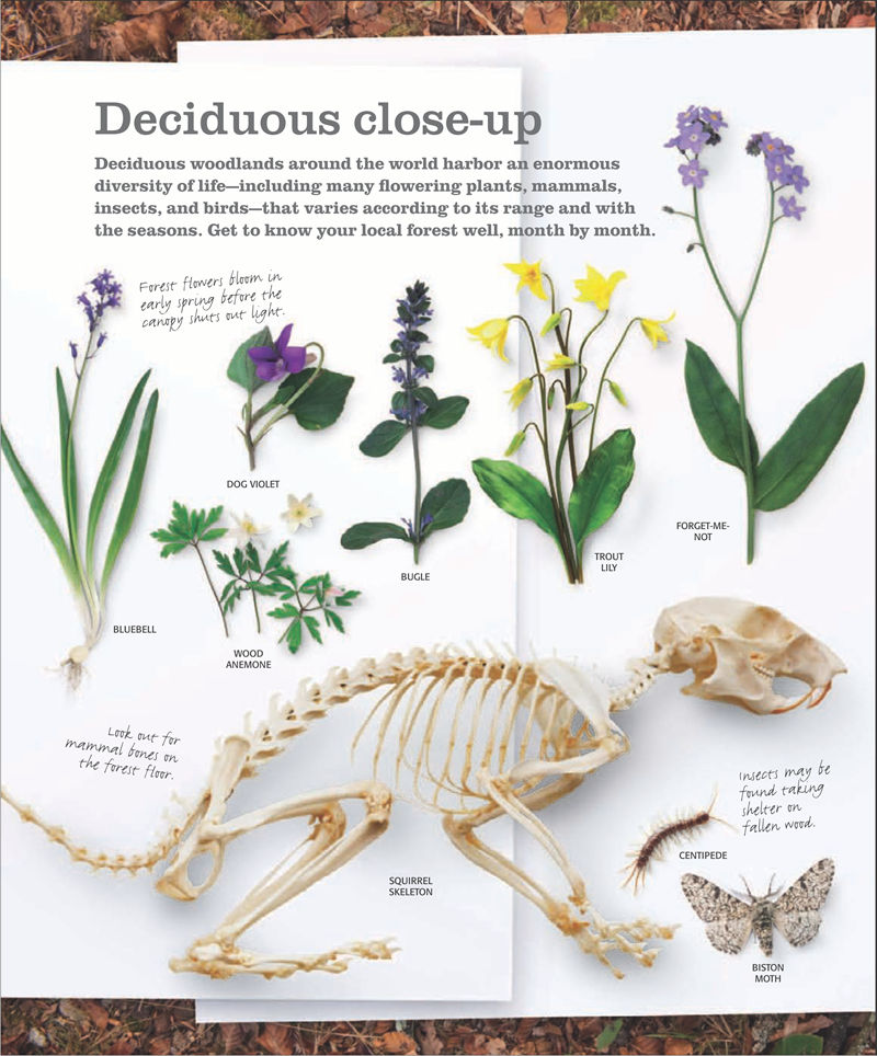 [画集]The Practical Naturalist: Explore the Wonders of the Natural World[258P]