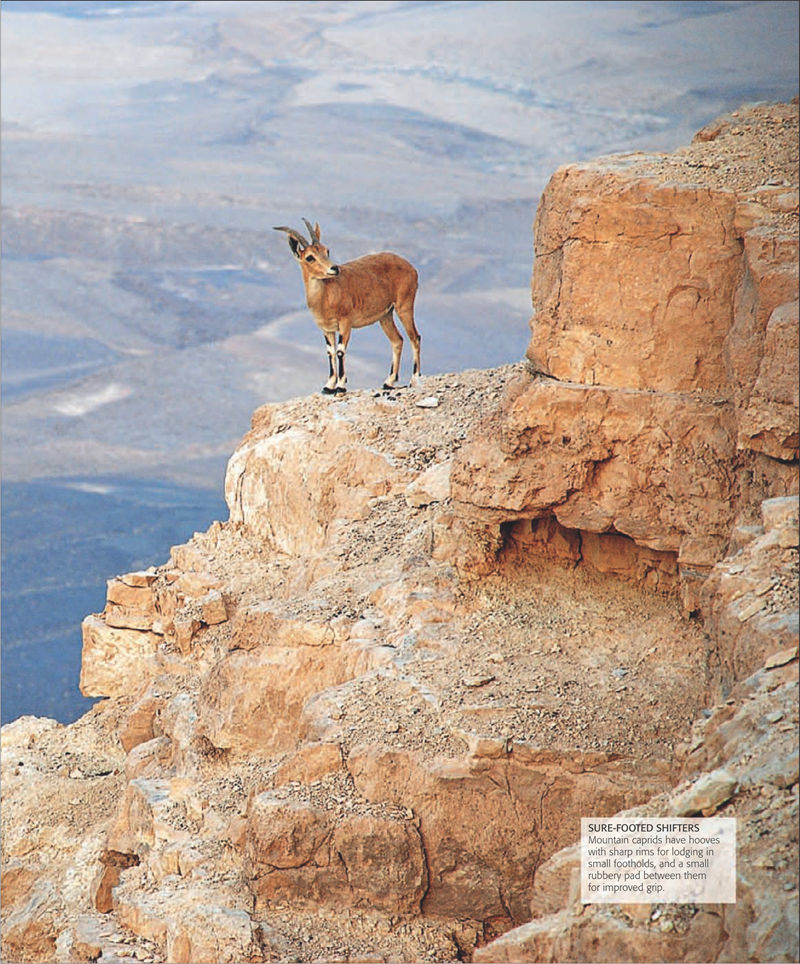 [画集]The Practical Naturalist: Explore the Wonders of the Natural World[258P]