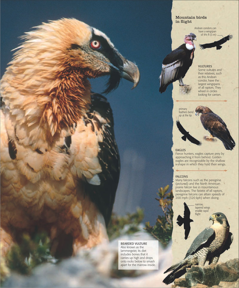[画集]The Practical Naturalist: Explore the Wonders of the Natural World[258P]