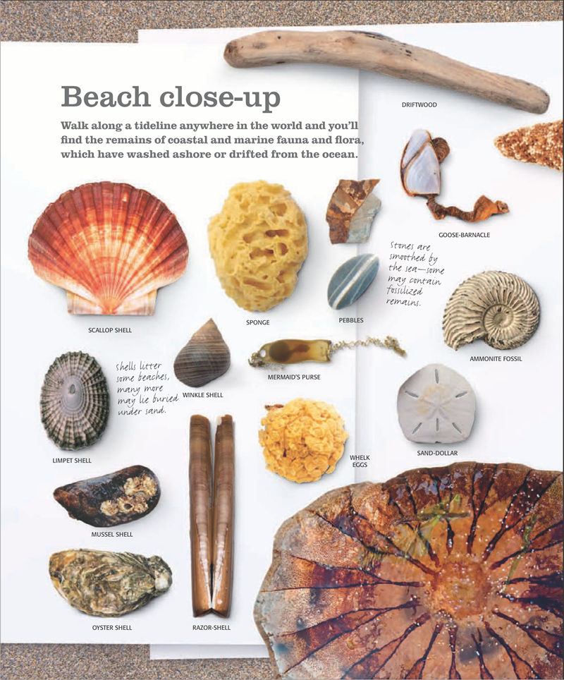 [画集]The Practical Naturalist: Explore the Wonders of the Natural World[258P]