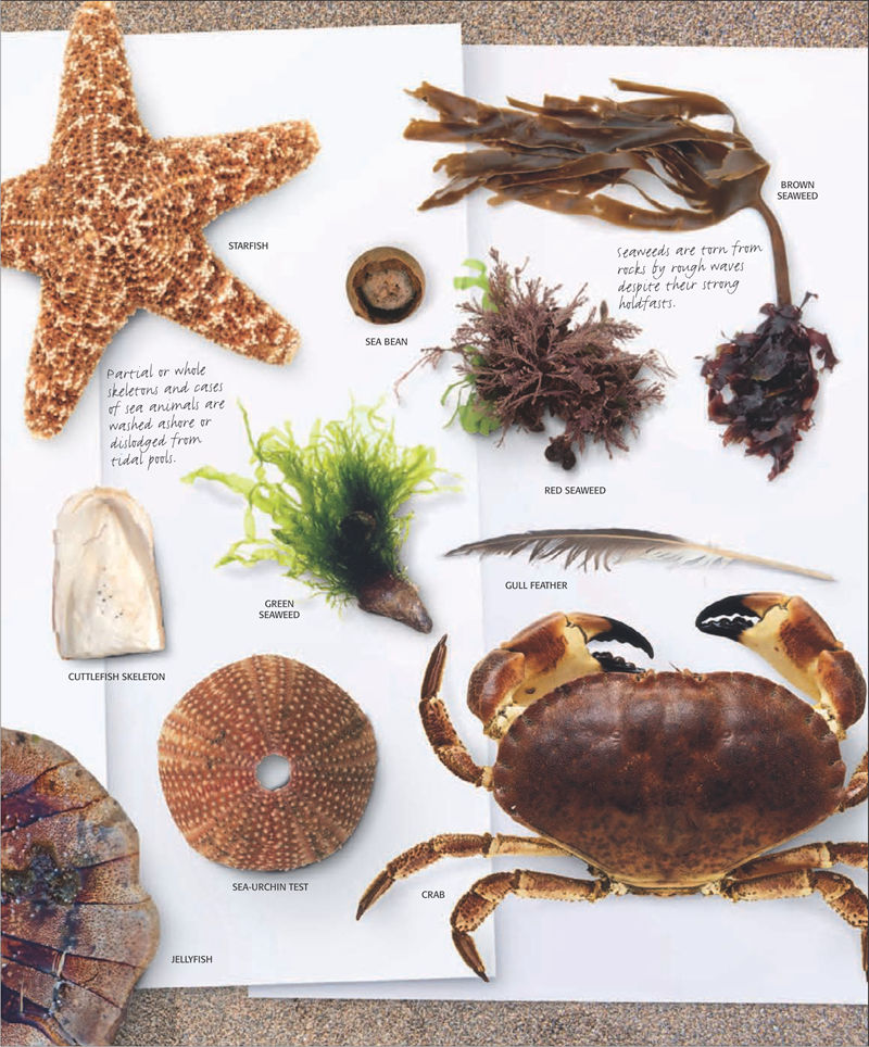 [画集]The Practical Naturalist: Explore the Wonders of the Natural World[258P]