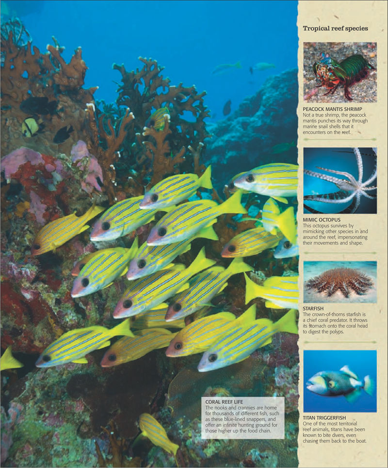 [画集]The Practical Naturalist: Explore the Wonders of the Natural World[258P]