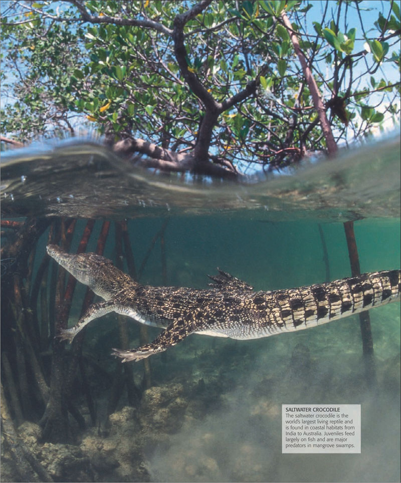 [画集]The Practical Naturalist: Explore the Wonders of the Natural World[258P]
