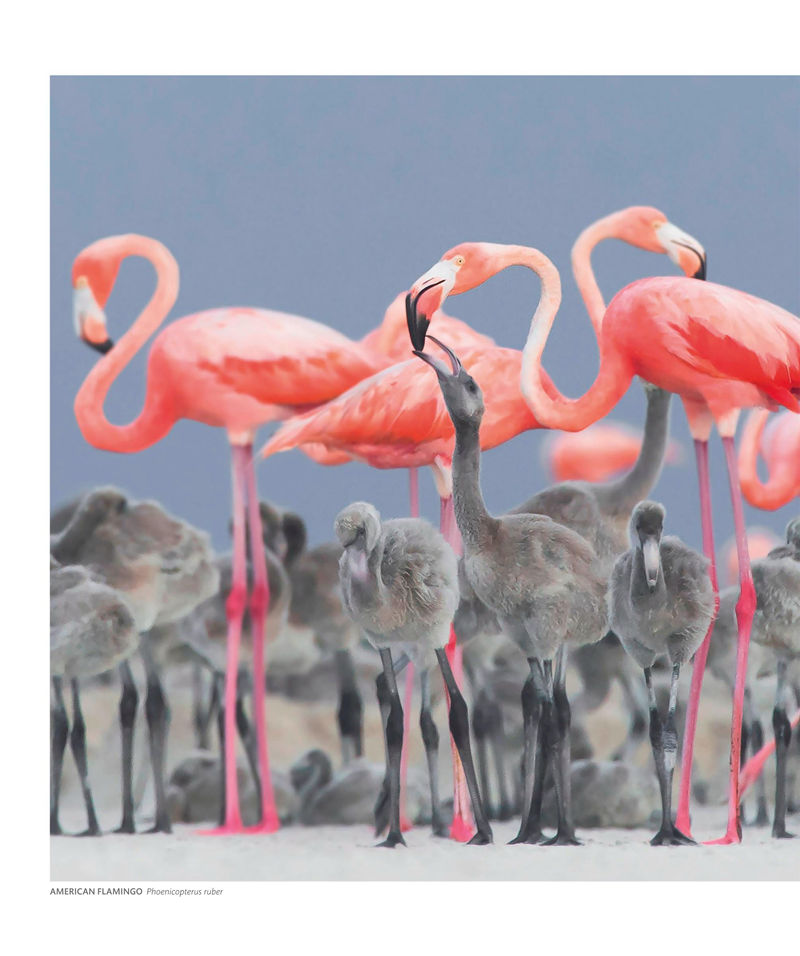 [画集]The Science of Animals: Inside Their Secret World[336P]