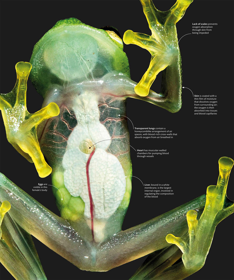 [画集]The Science of Animals: Inside Their Secret World[336P]