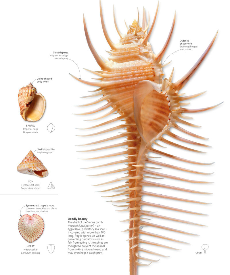 [画集]The Science of Animals: Inside Their Secret World[336P]