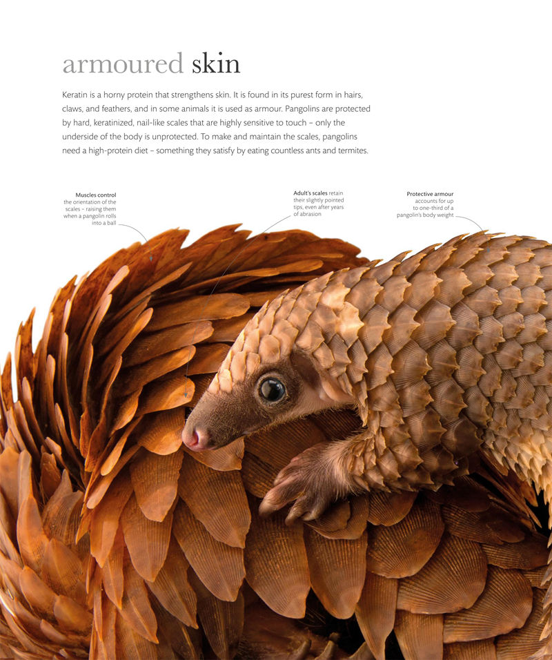 [画集]The Science of Animals: Inside Their Secret World[336P]