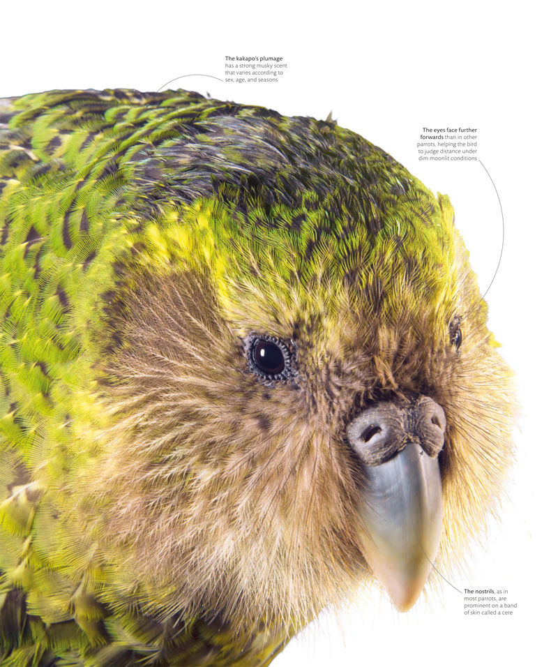 [画集]The Science of Animals: Inside Their Secret World[336P]