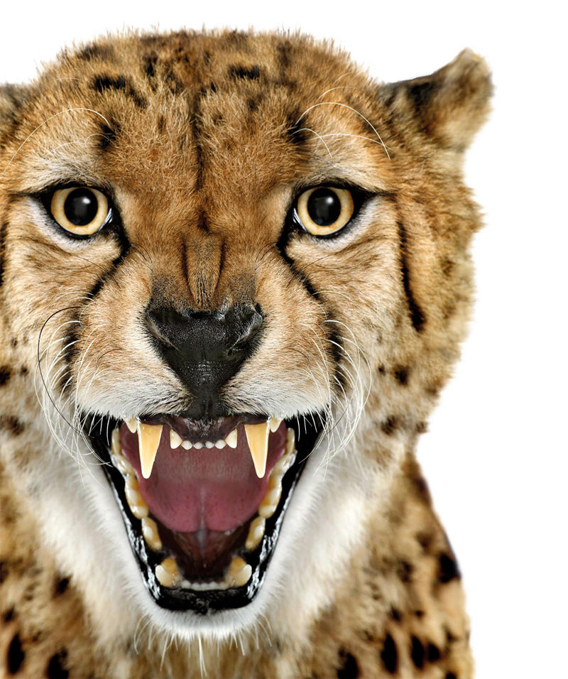 [画集]The Science of Animals: Inside Their Secret World[336P]