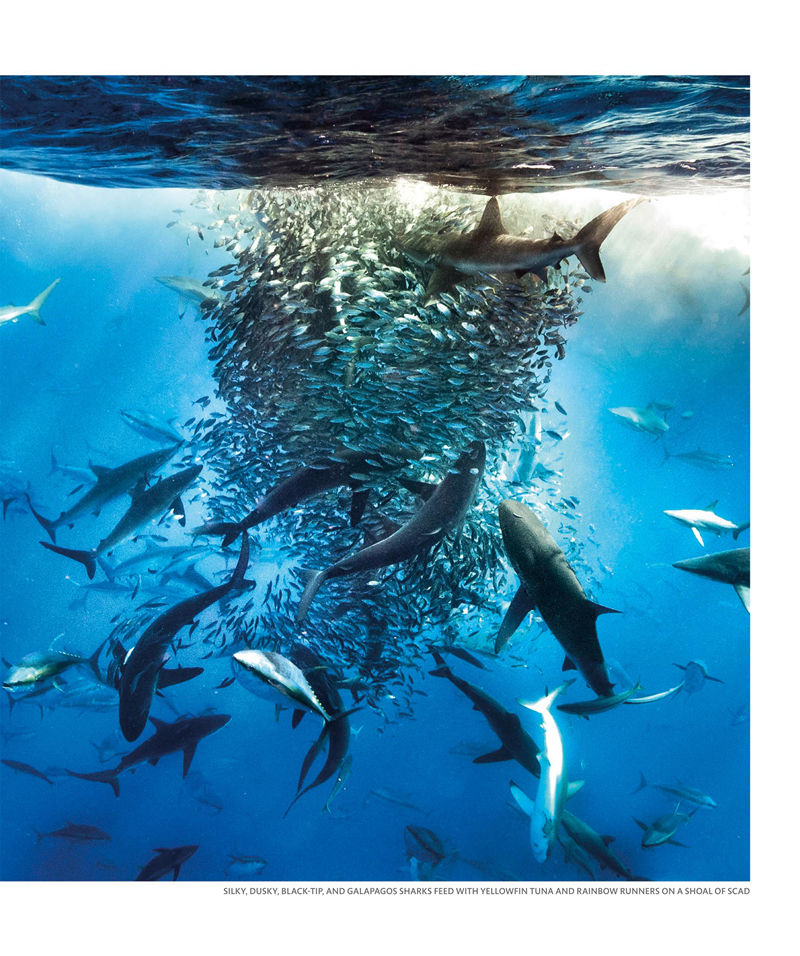 [画集]The Science of the Ocean: The Secrets of the Sea Revealed[336P]
