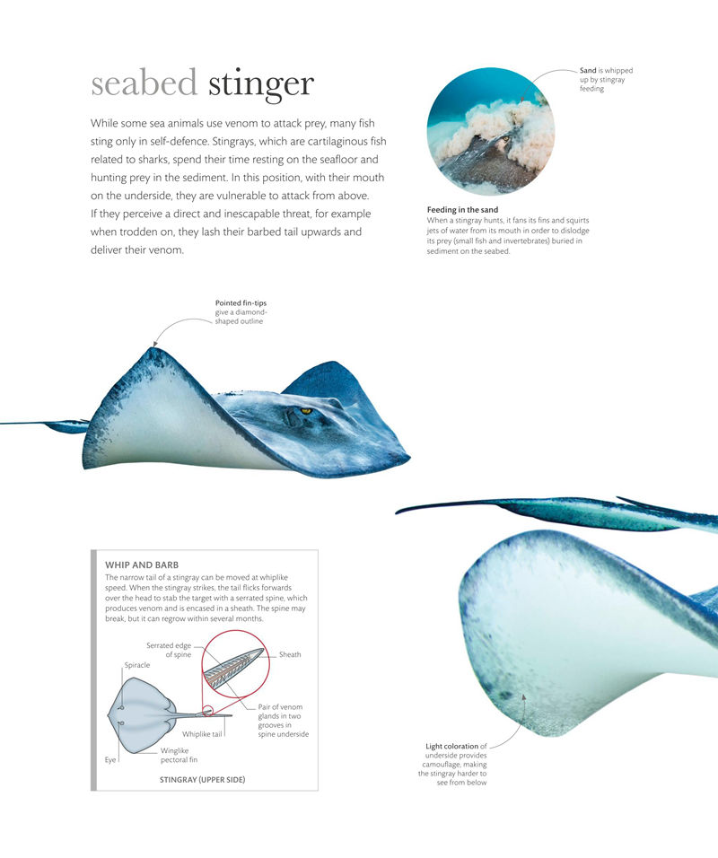[画集]The Science of the Ocean: The Secrets of the Sea Revealed[336P]