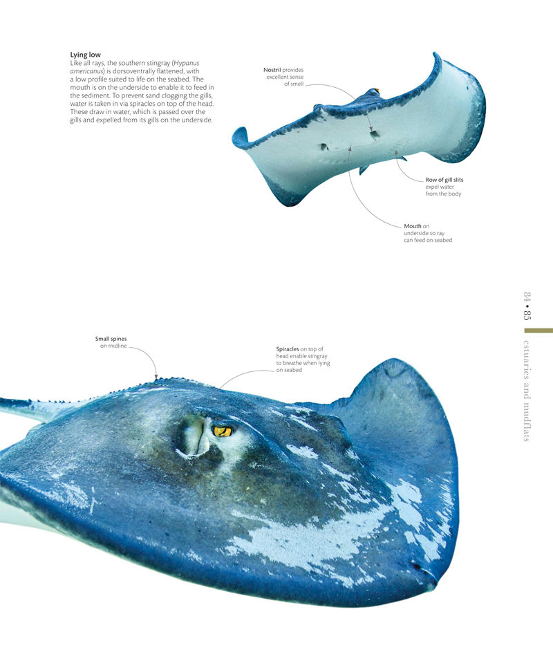 [画集]The Science of the Ocean: The Secrets of the Sea Revealed[336P]