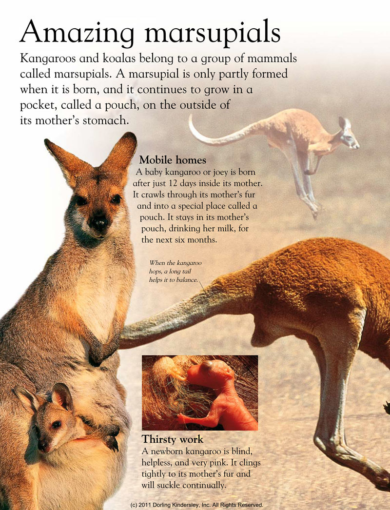 [画集]Animals Around the World[128P]