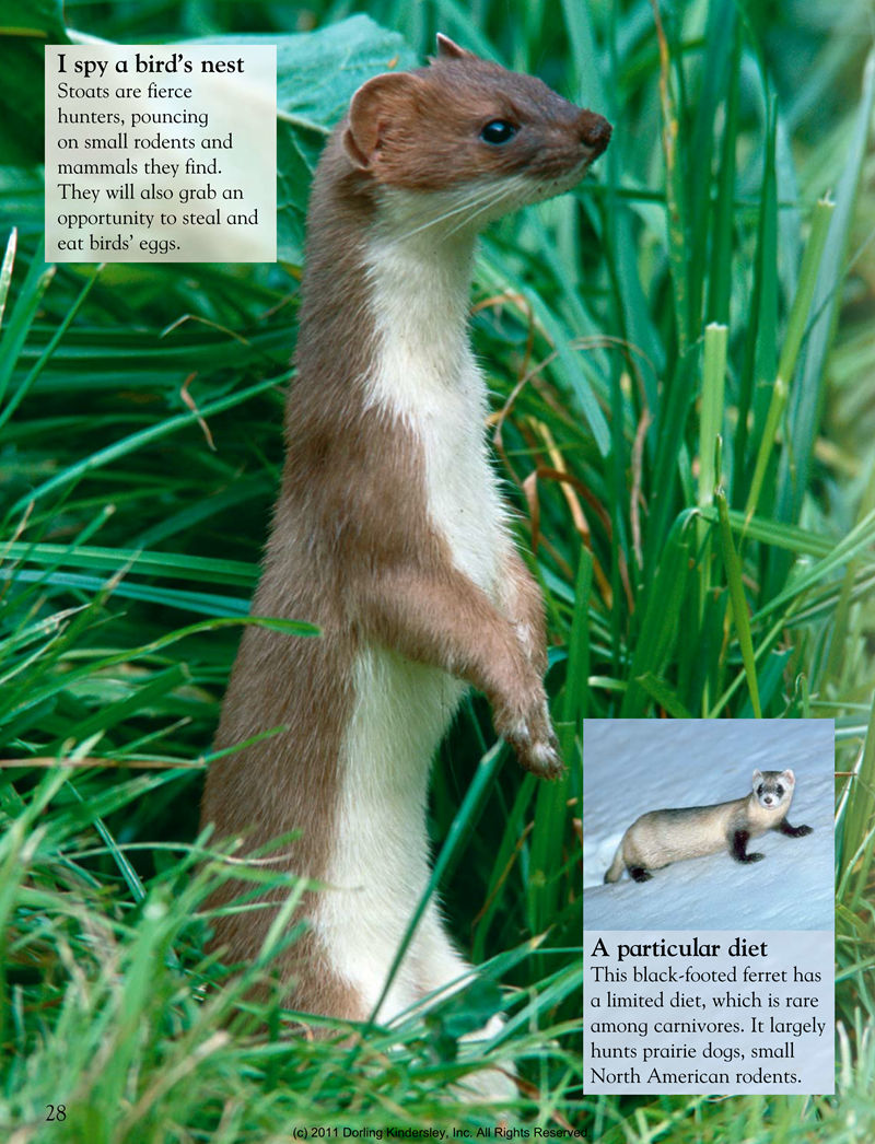 [画集]Animals Around the World[128P]