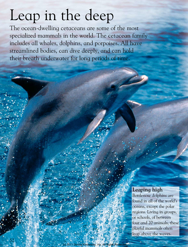 [画集]Animals Around the World[128P]