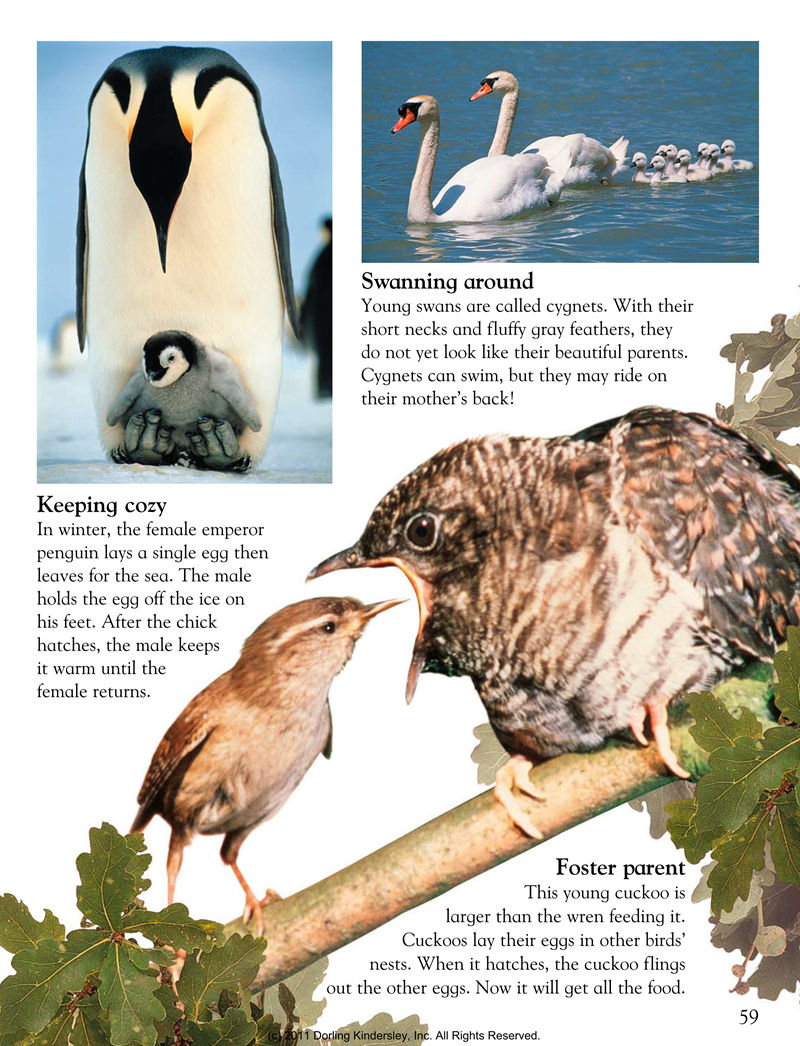 [画集]Animals Around the World[128P]