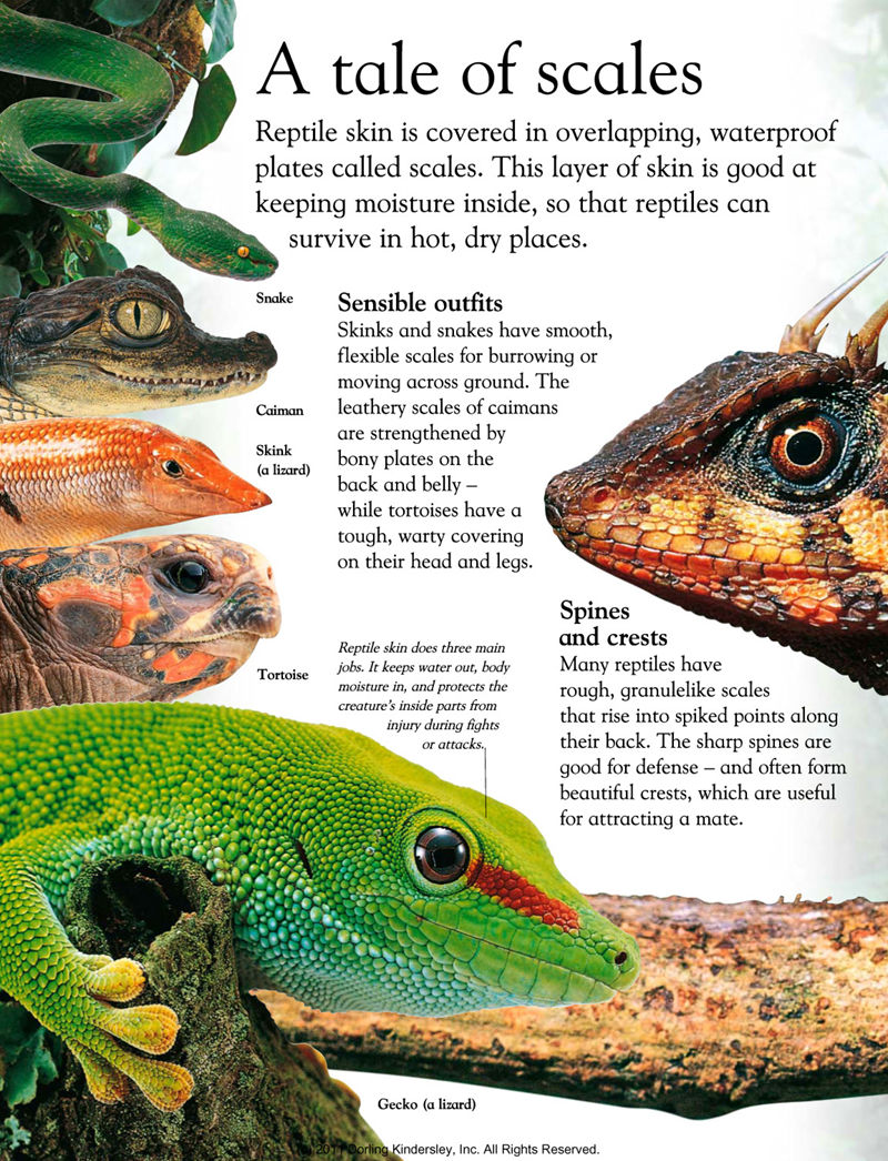 [画集]Animals Around the World[128P]