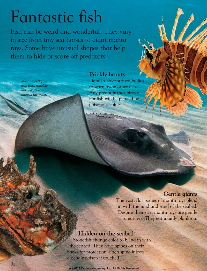 [画集]Animals Around the World[128P]