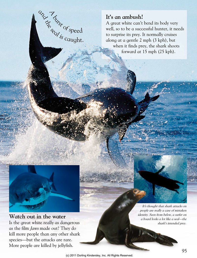 [画集]Animals Around the World[128P]