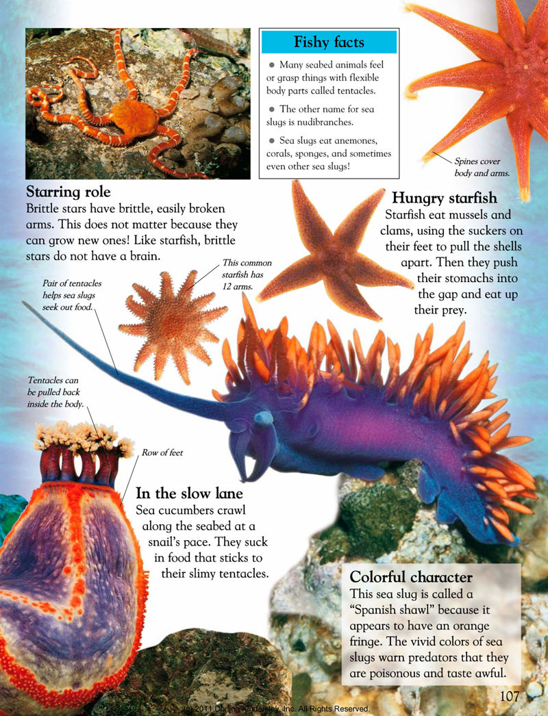 [画集]Animals Around the World[128P]