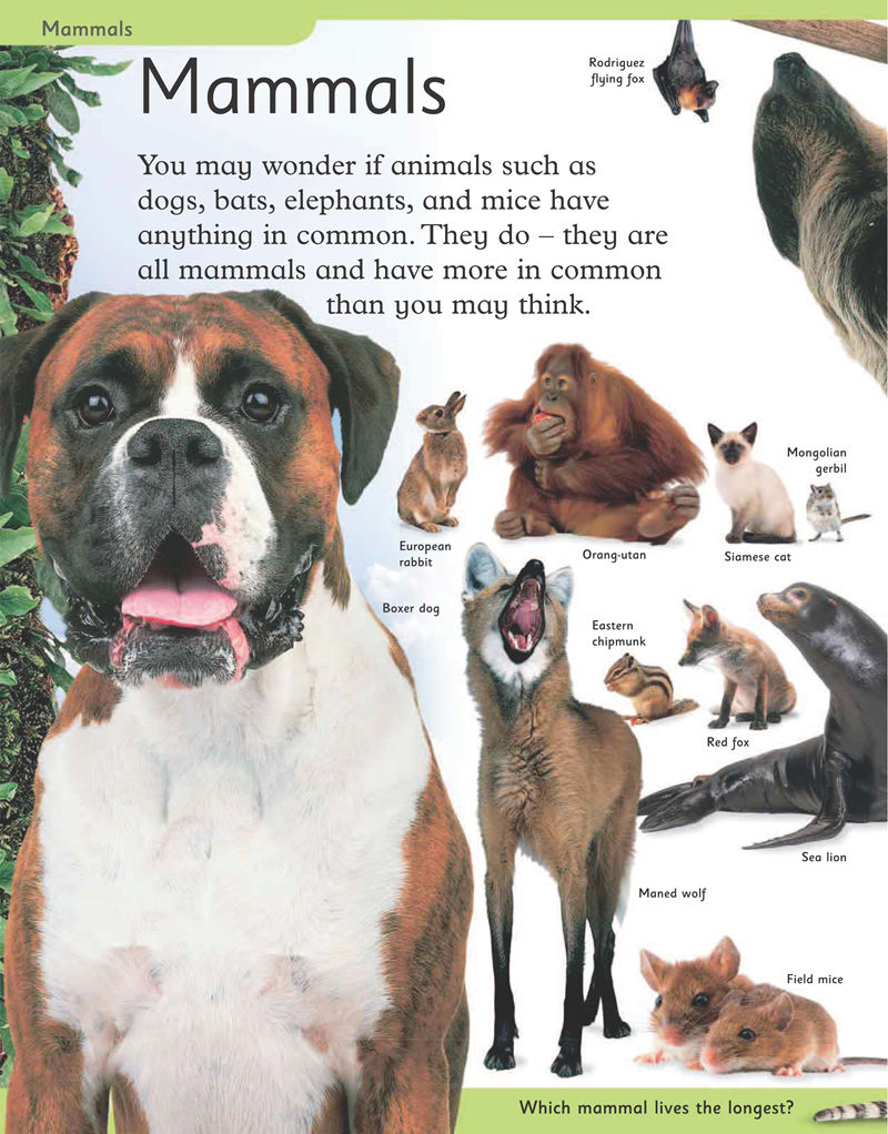 [画集]First Animal Encyclopedia[170P]