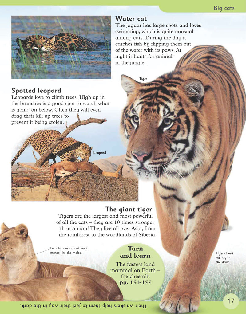 [画集]First Animal Encyclopedia[170P]