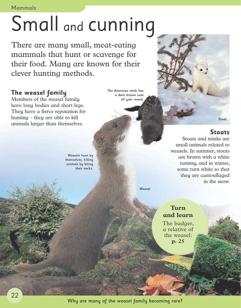 [画集]First Animal Encyclopedia[170P]