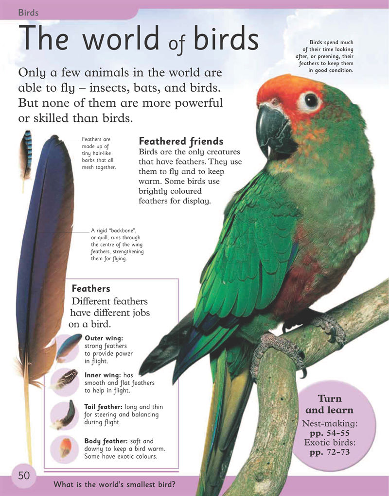 [画集]First Animal Encyclopedia[170P]