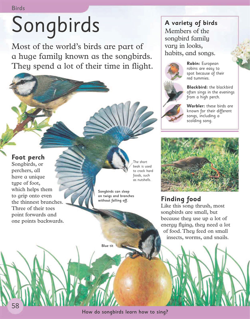 [画集]First Animal Encyclopedia[170P]