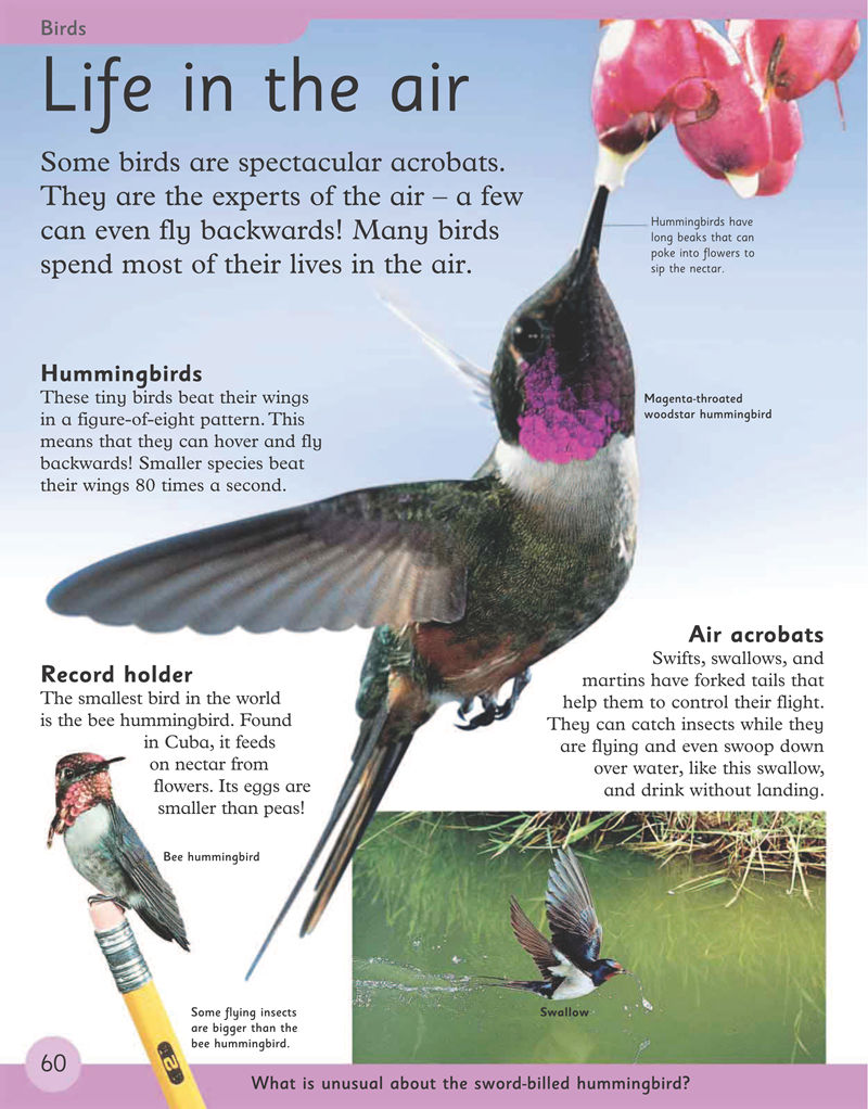 [画集]First Animal Encyclopedia[170P]