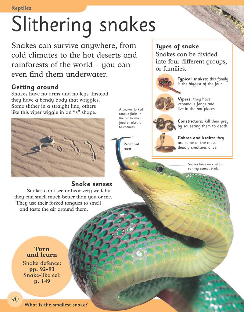 [画集]First Animal Encyclopedia[170P]