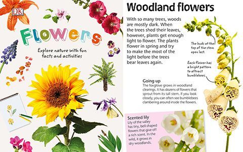 [画集]Flowers: Explore Nature with Fun Facts and Activities[61P]