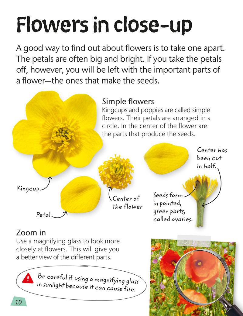 [画集]Flowers: Explore Nature with Fun Facts and Activities[61P]