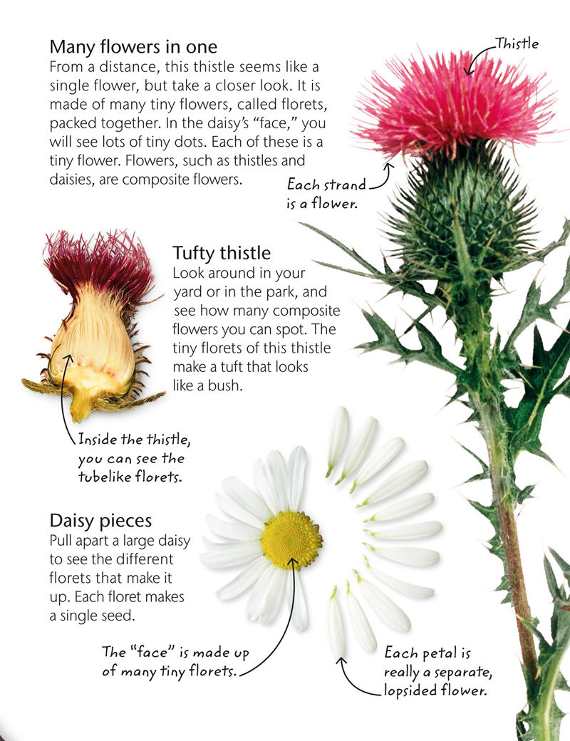 [画集]Flowers: Explore Nature with Fun Facts and Activities[61P]