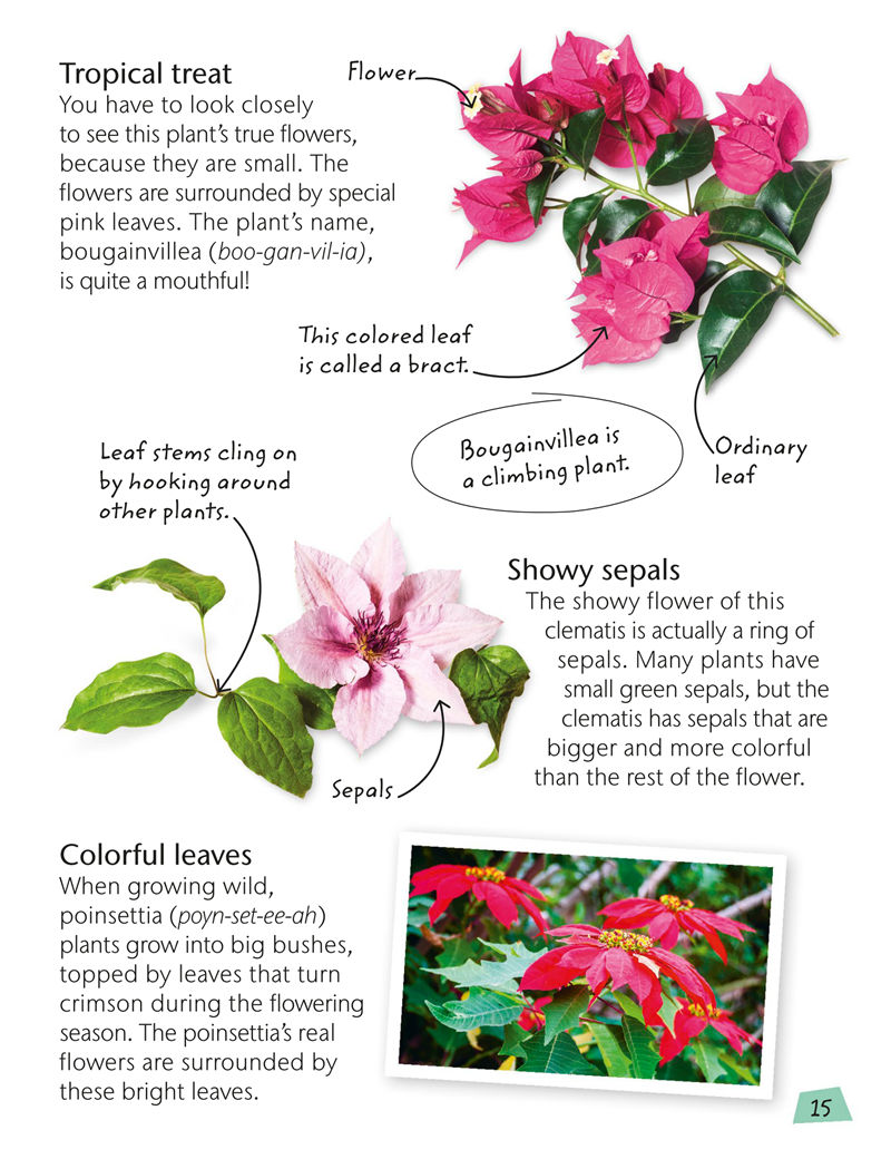 [画集]Flowers: Explore Nature with Fun Facts and Activities[61P]