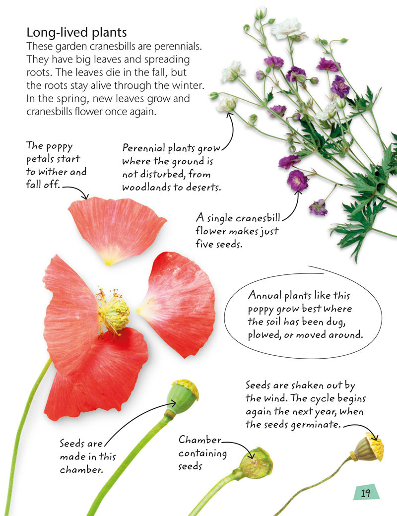 [画集]Flowers: Explore Nature with Fun Facts and Activities[61P]