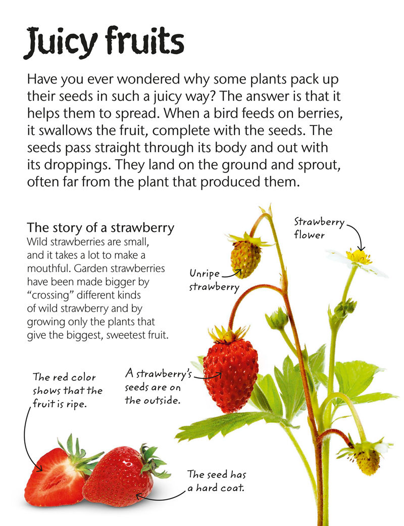 [画集]Flowers: Explore Nature with Fun Facts and Activities[61P]
