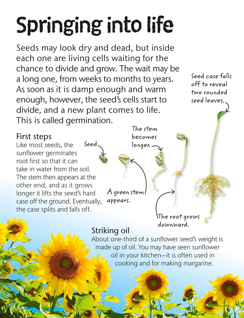 [画集]Flowers: Explore Nature with Fun Facts and Activities[61P]
