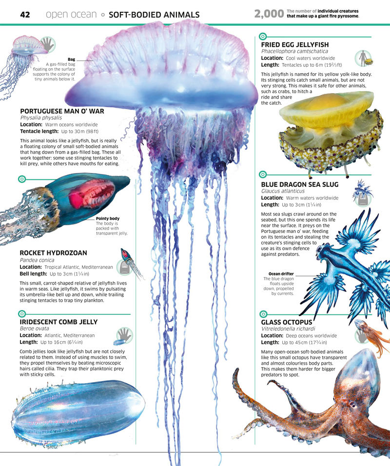 [画集]Knowledge Encyclopedia Ocean[208P]