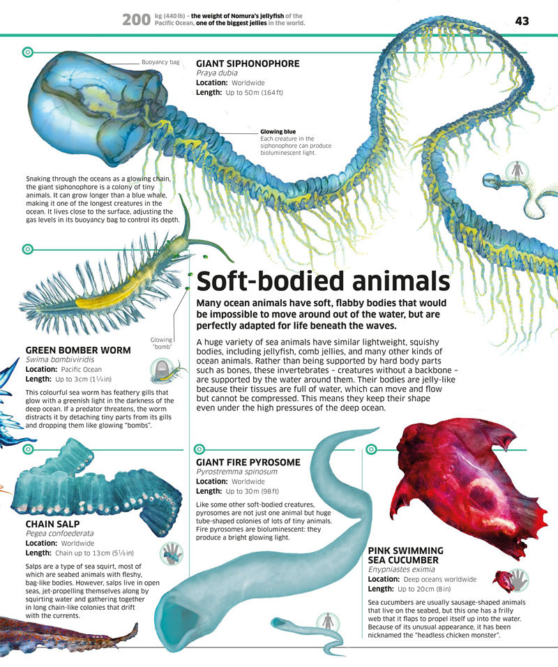 [画集]Knowledge Encyclopedia Ocean[208P]