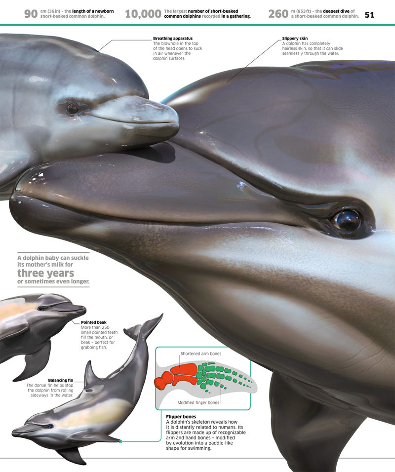 [画集]Knowledge Encyclopedia Ocean[208P]