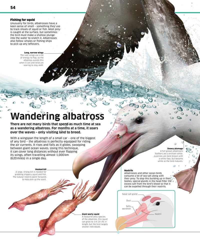 [画集]Knowledge Encyclopedia Ocean[208P]