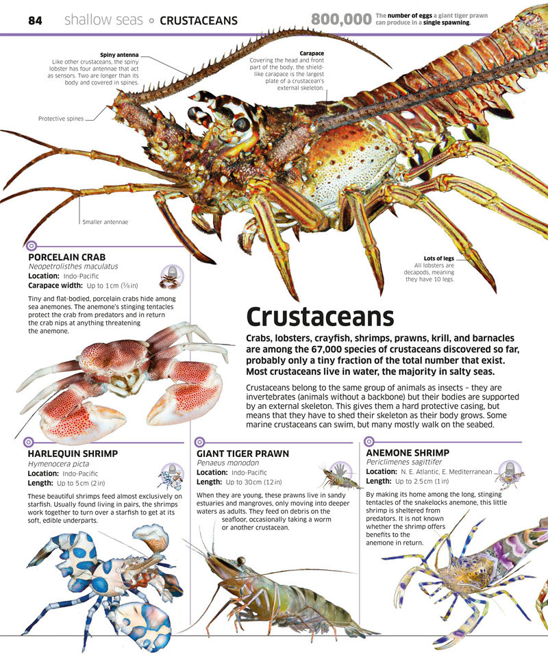 [画集]Knowledge Encyclopedia Ocean[208P]