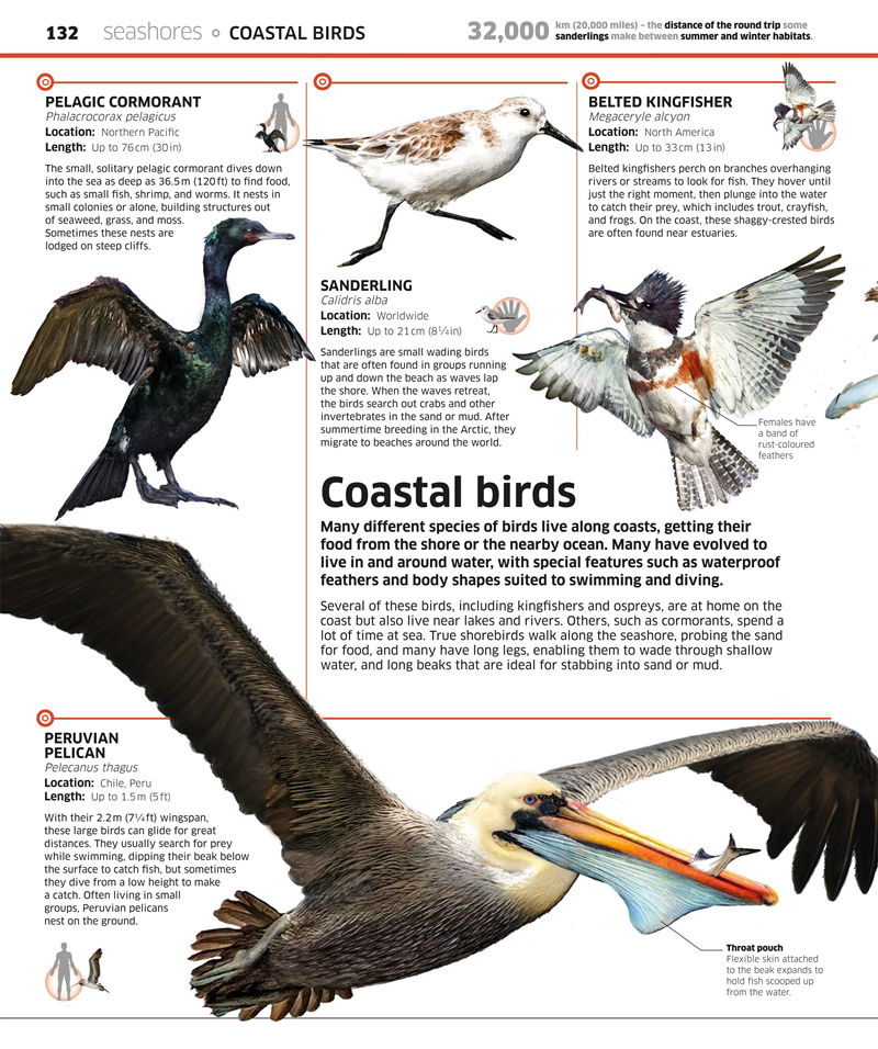 [画集]Knowledge Encyclopedia Ocean[208P]