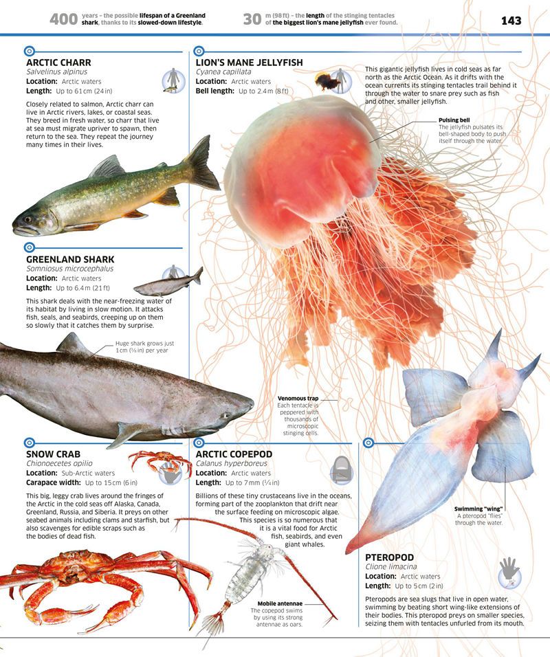 [画集]Knowledge Encyclopedia Ocean[208P]