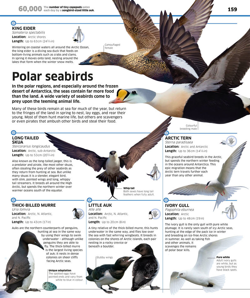 [画集]Knowledge Encyclopedia Ocean[208P]