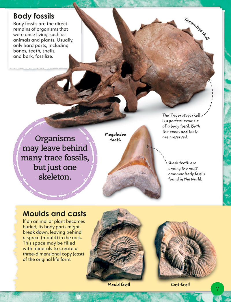 [画集]My Book of Fossils: A Fact-filled Guide to Prehistoric Life[98P]