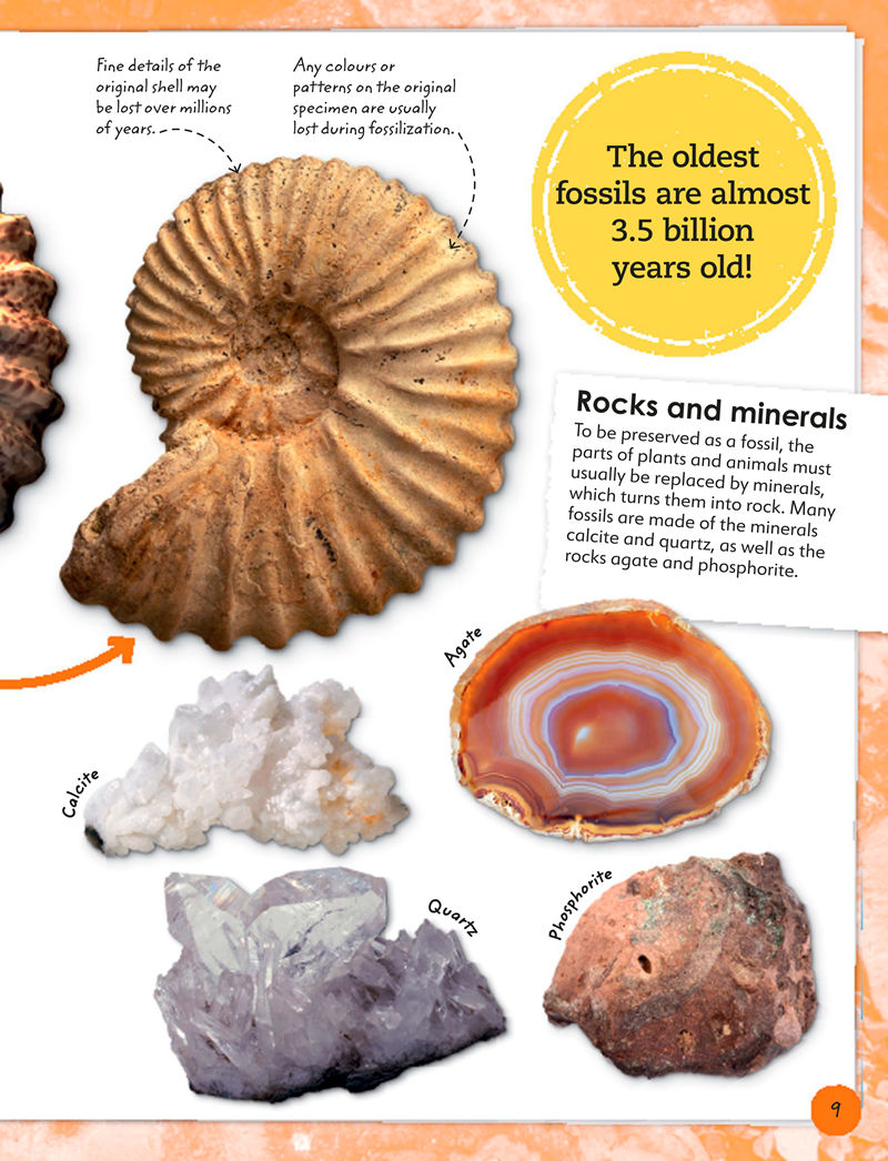 [画集]My Book of Fossils: A Fact-filled Guide to Prehistoric Life[98P]