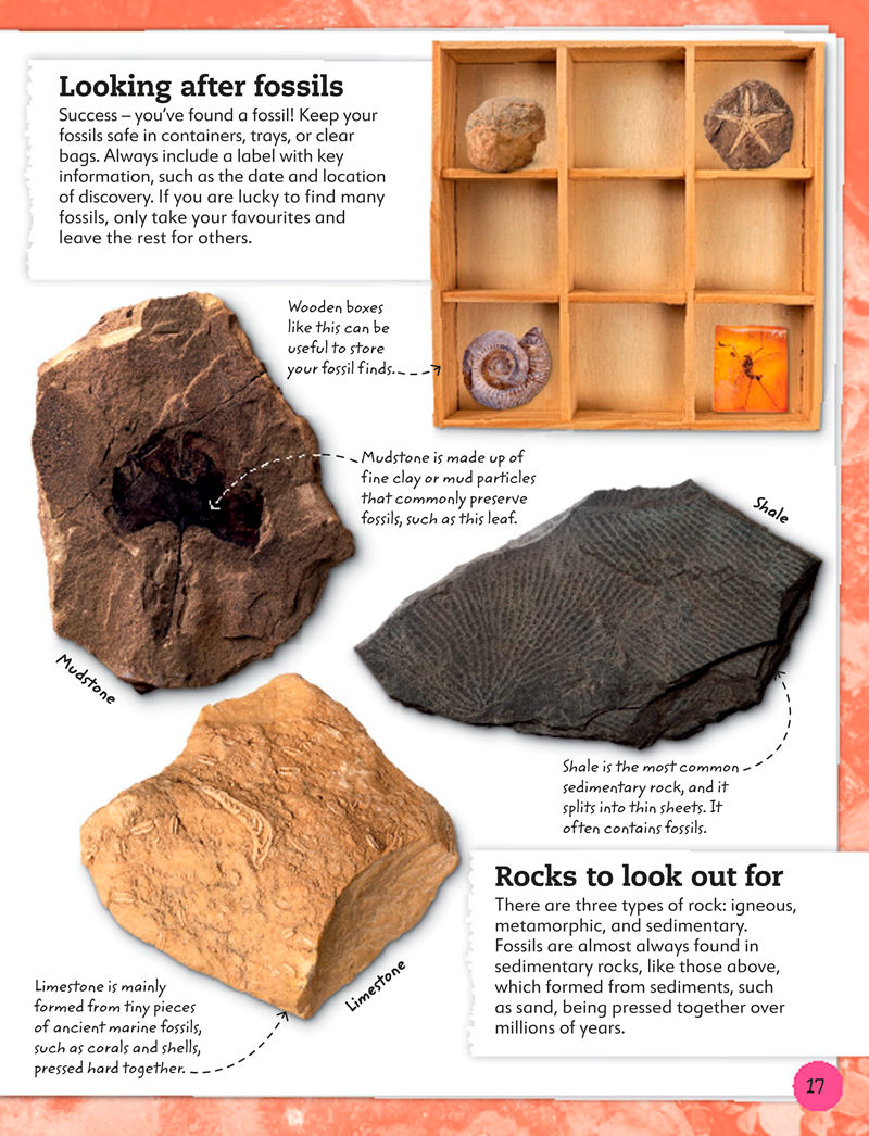 [画集]My Book of Fossils: A Fact-filled Guide to Prehistoric Life[98P]