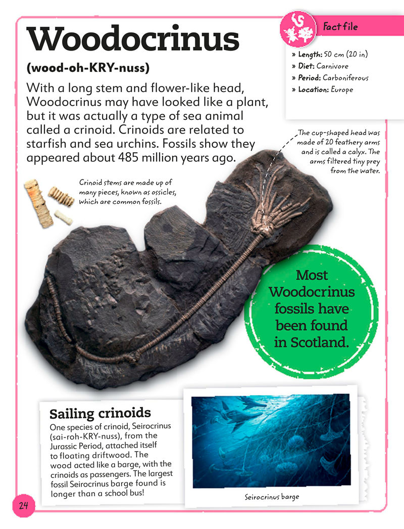 [画集]My Book of Fossils: A Fact-filled Guide to Prehistoric Life[98P]